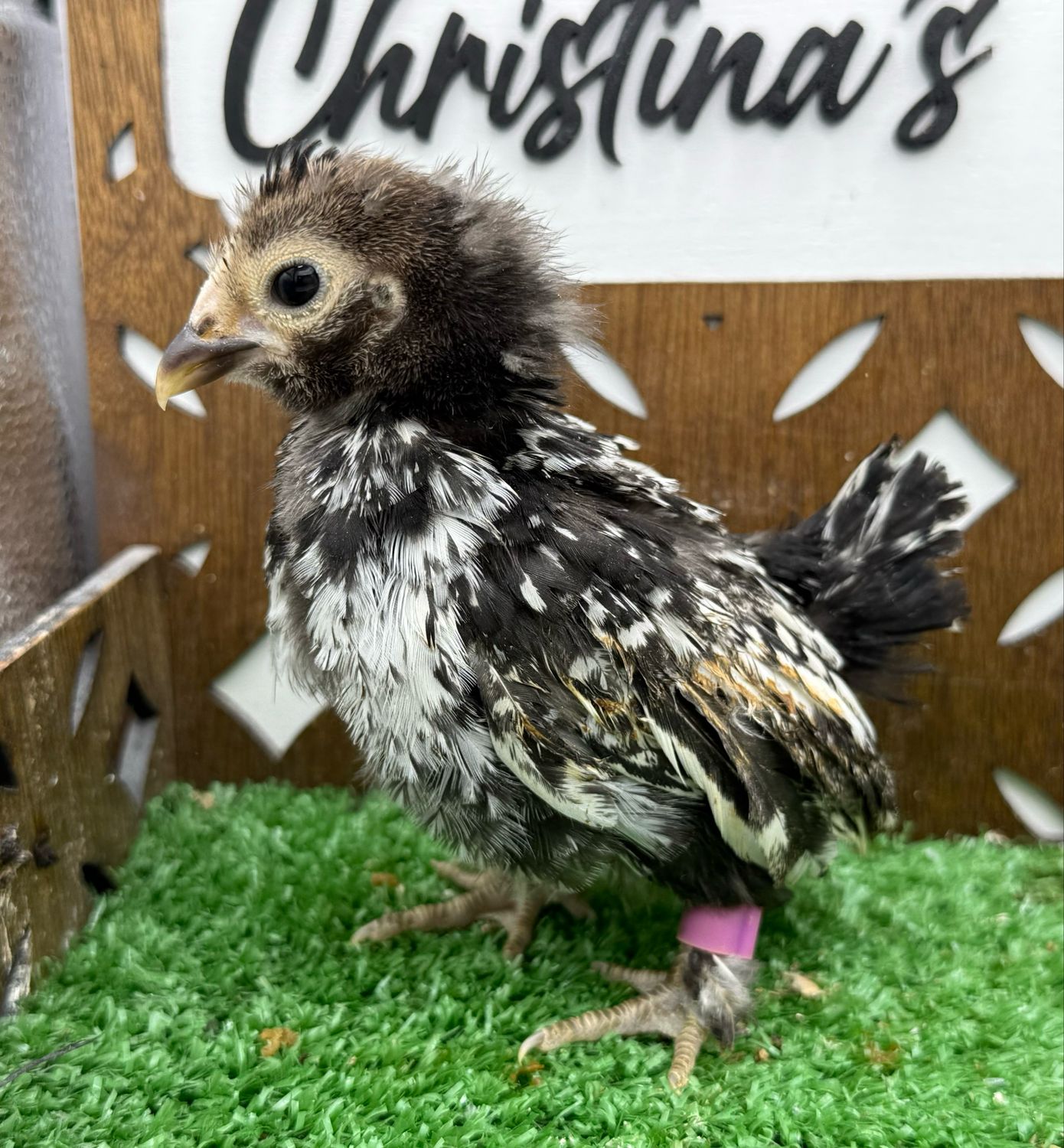 Possible Pullet