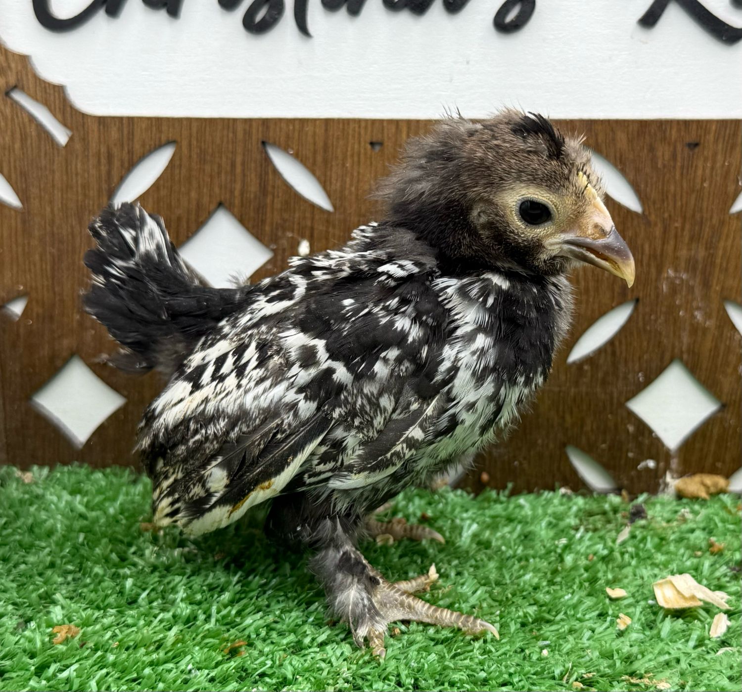 Possible Pullet