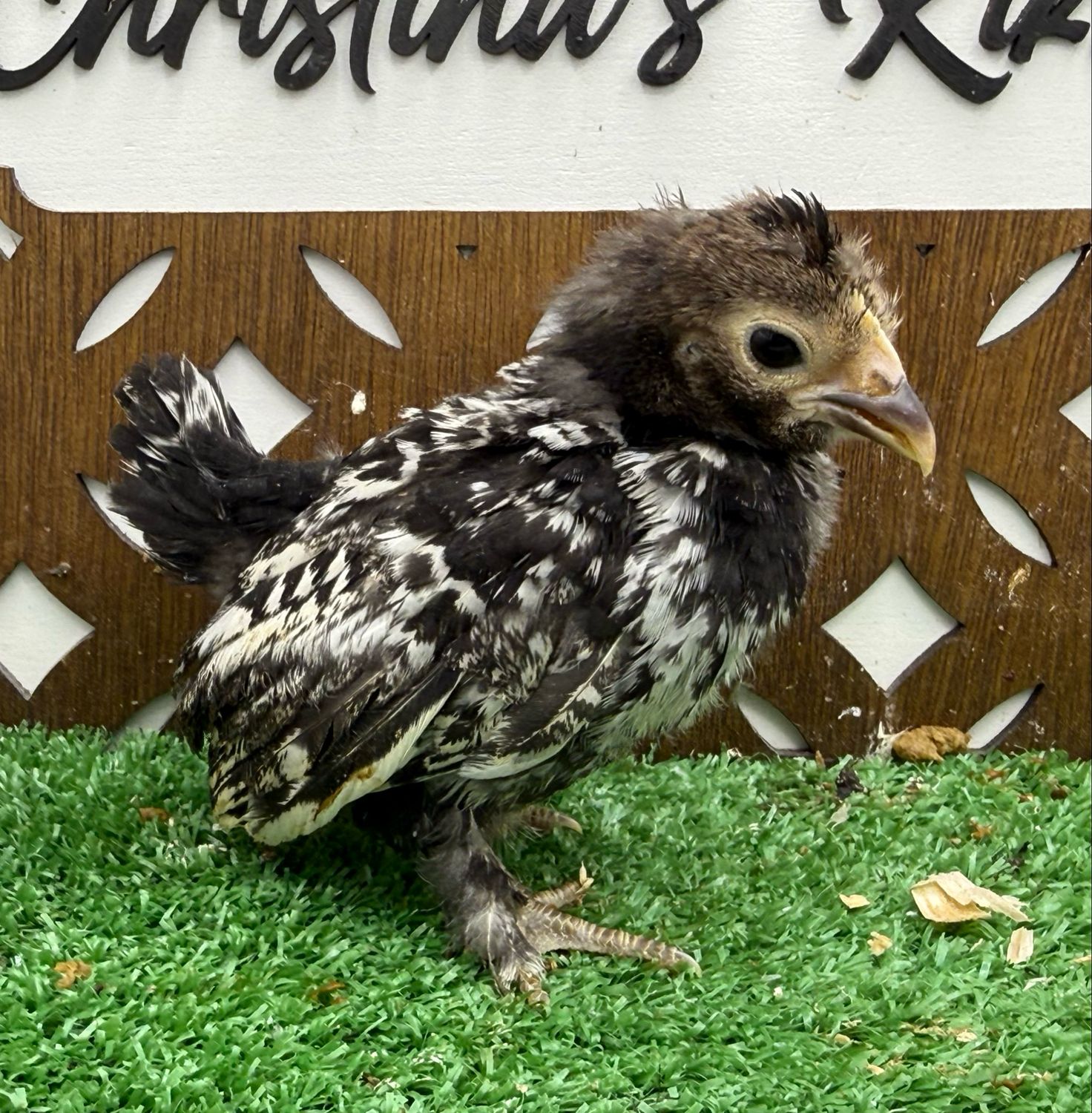 Possible Pullet