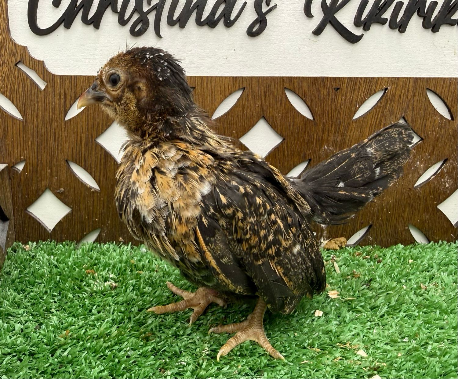 Possible Pullet