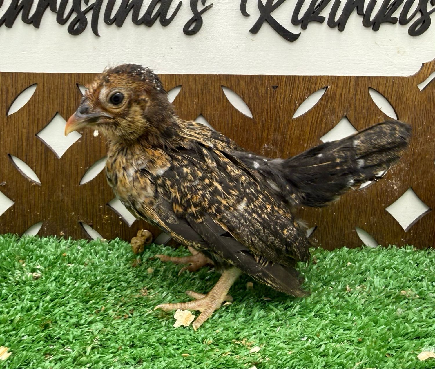 Possible Pullet