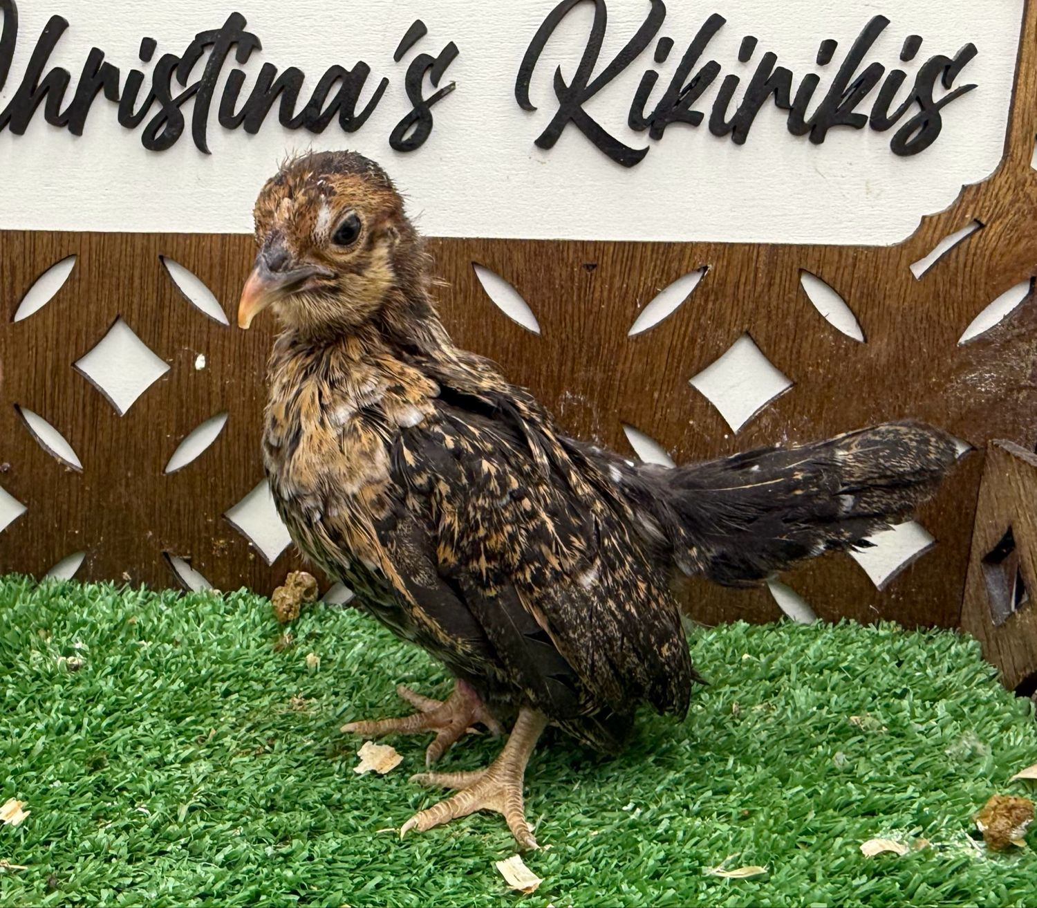 Possible Pullet
