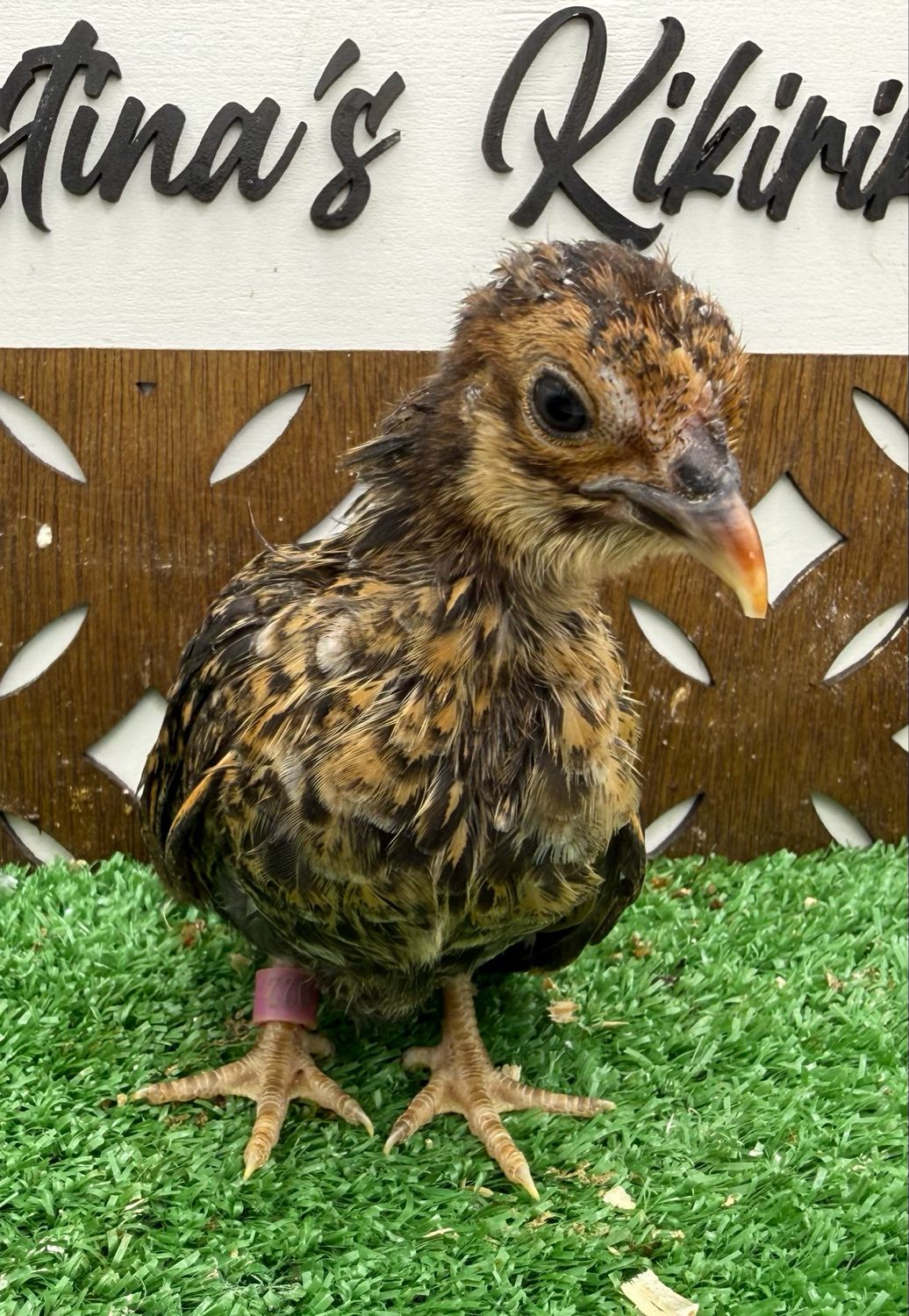 Possible Pullet
