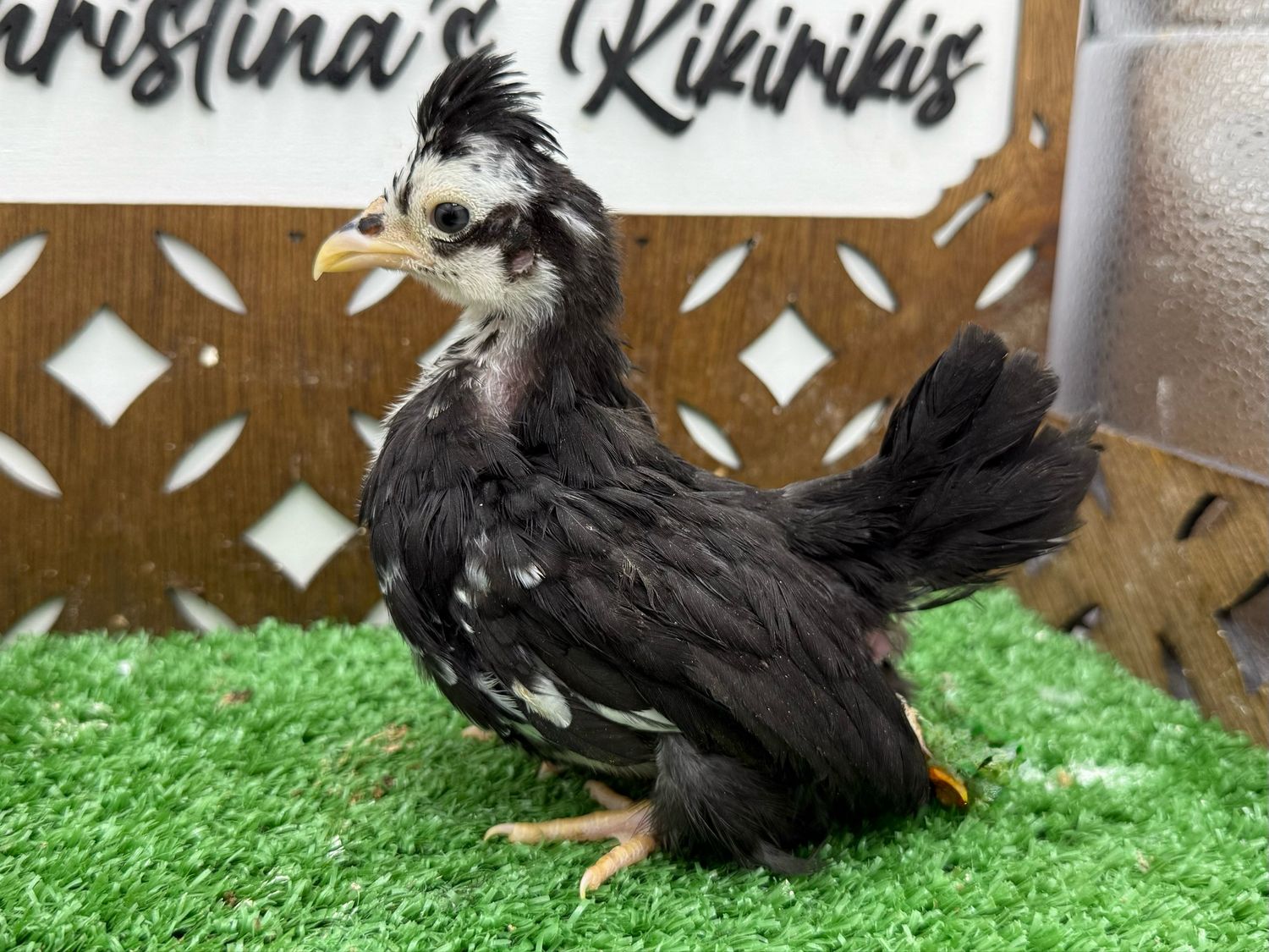 Possible Pullet