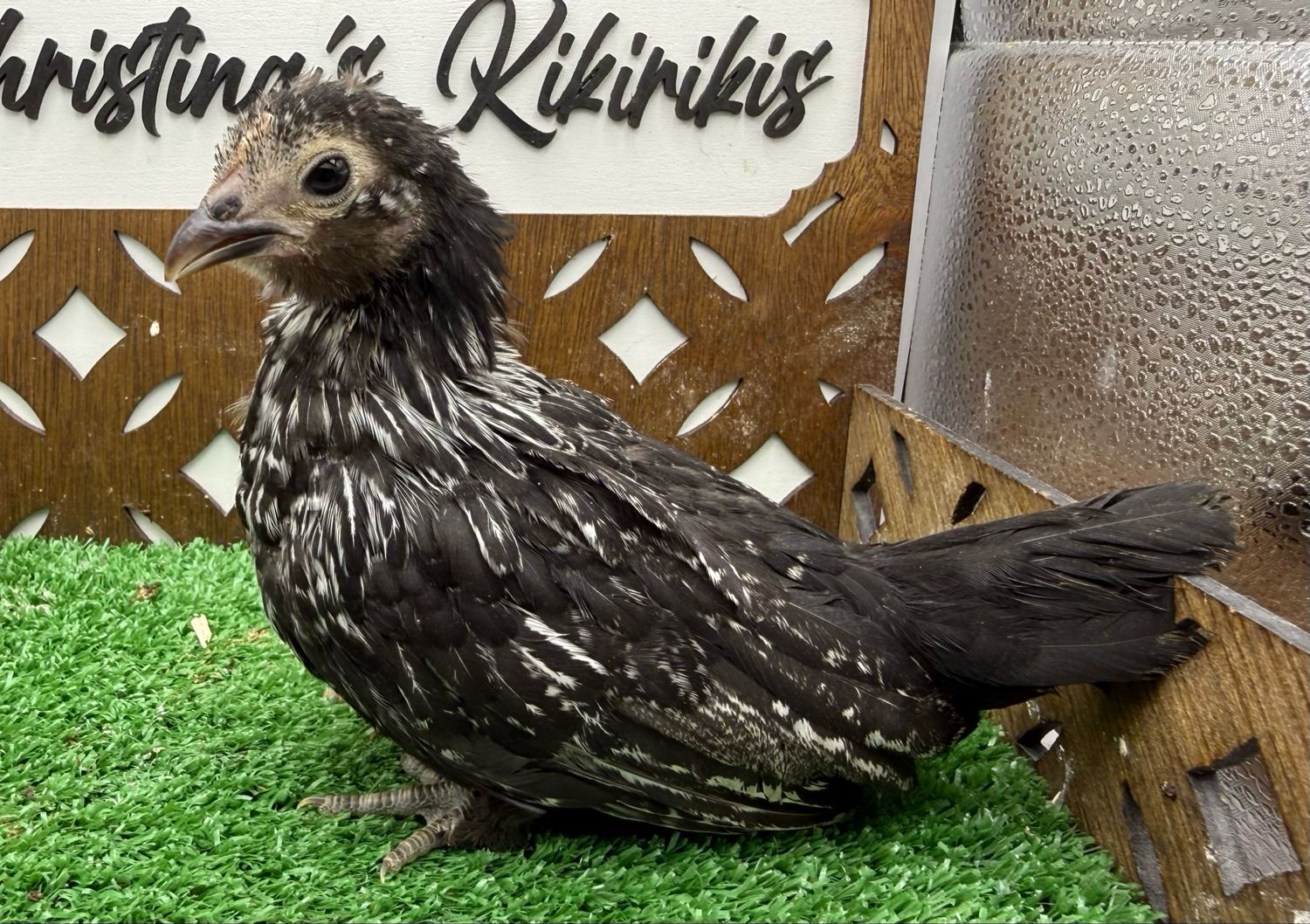 Possible Pullet