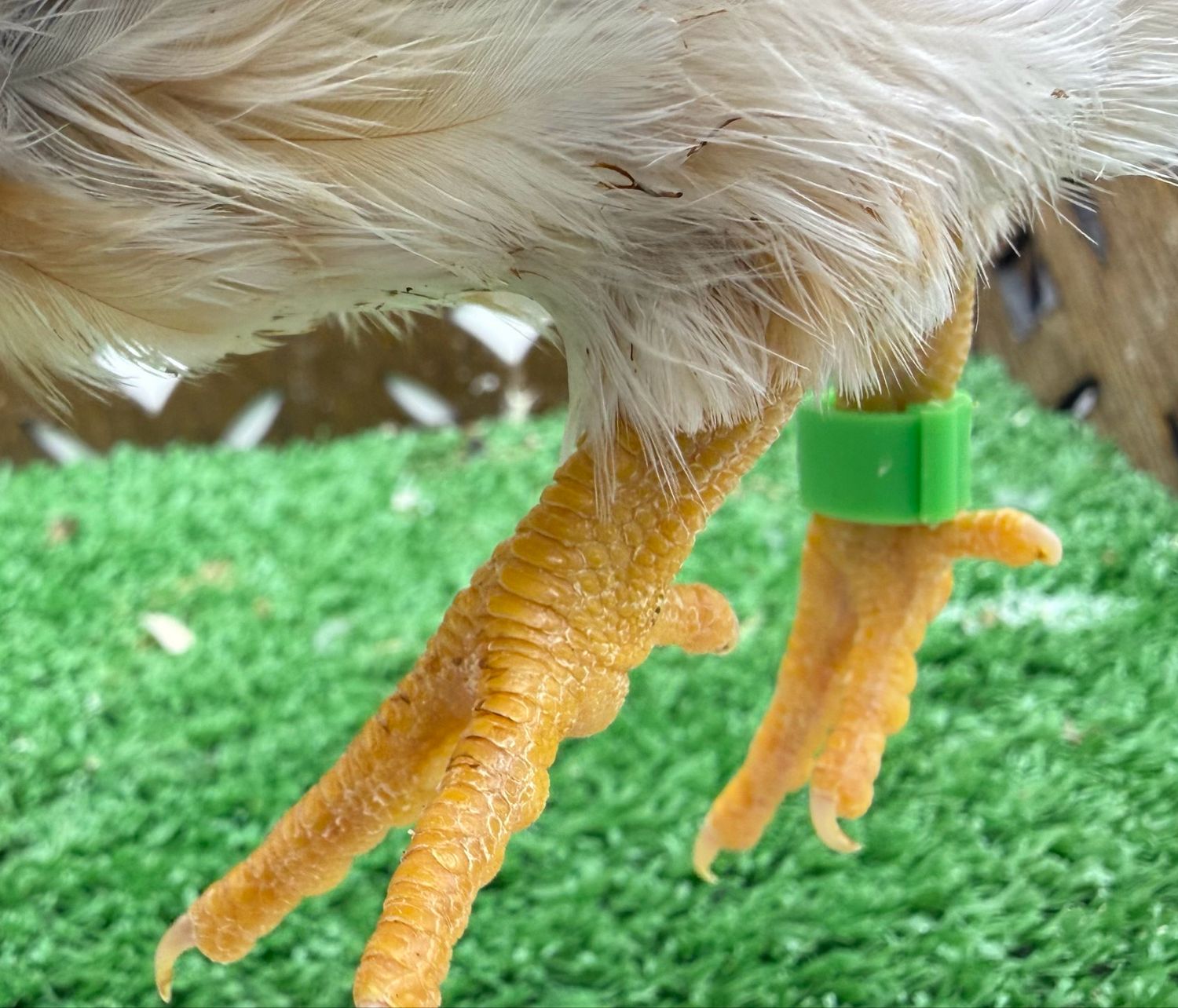 Cockerel