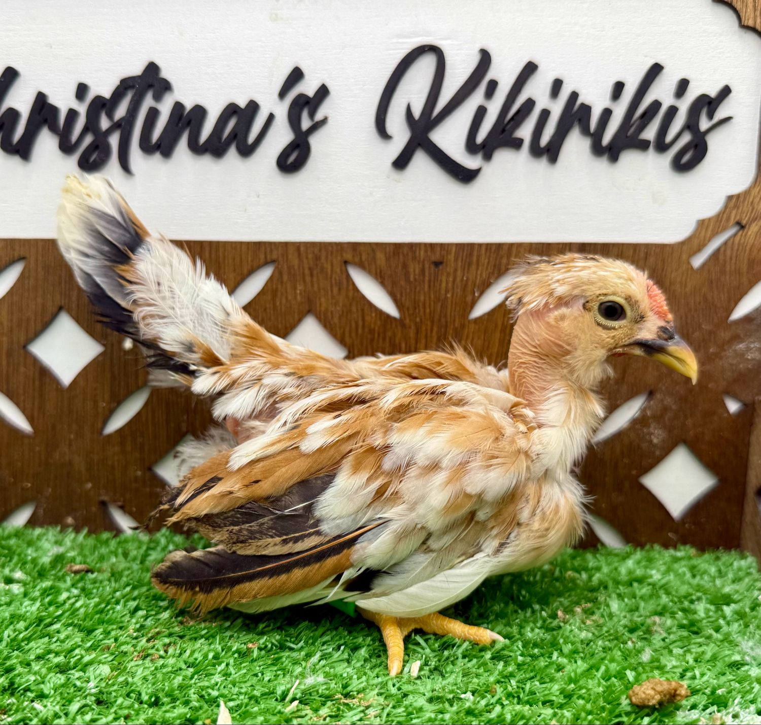Cockerel