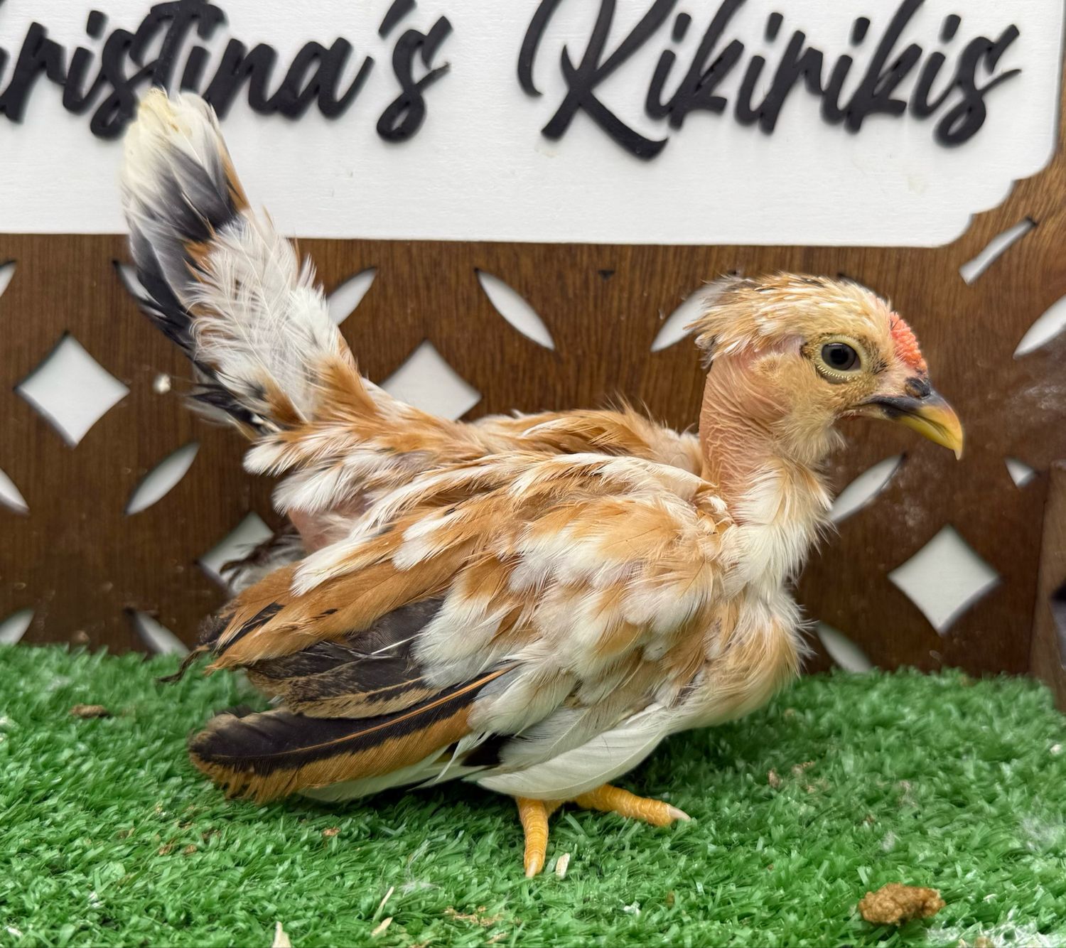 Cockerel