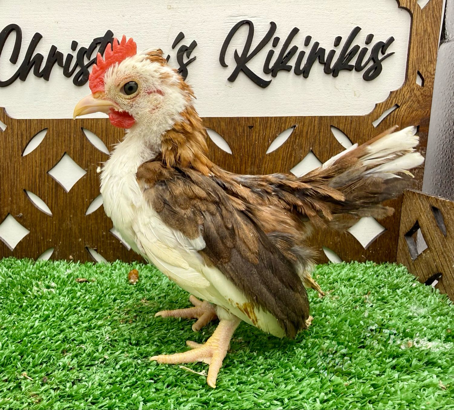 Cockerel