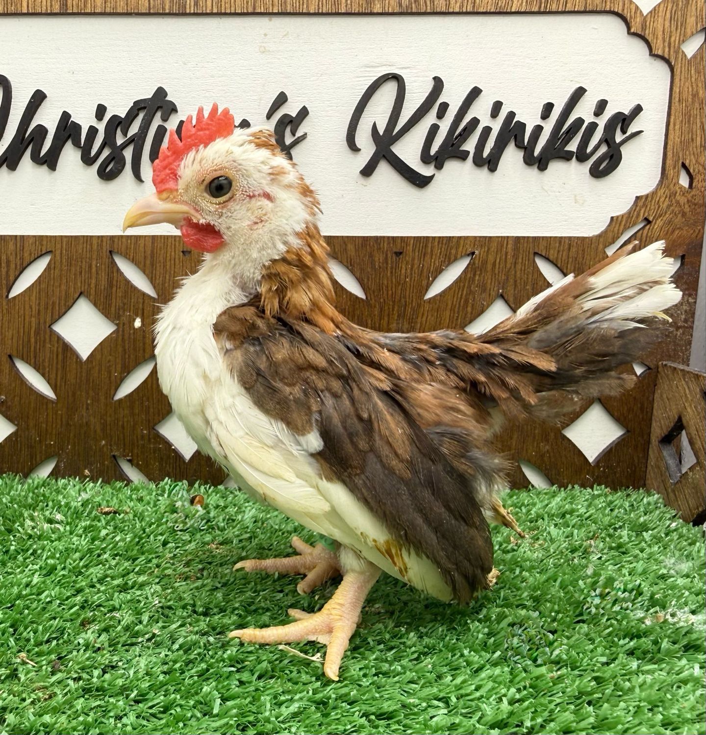 Cockerel