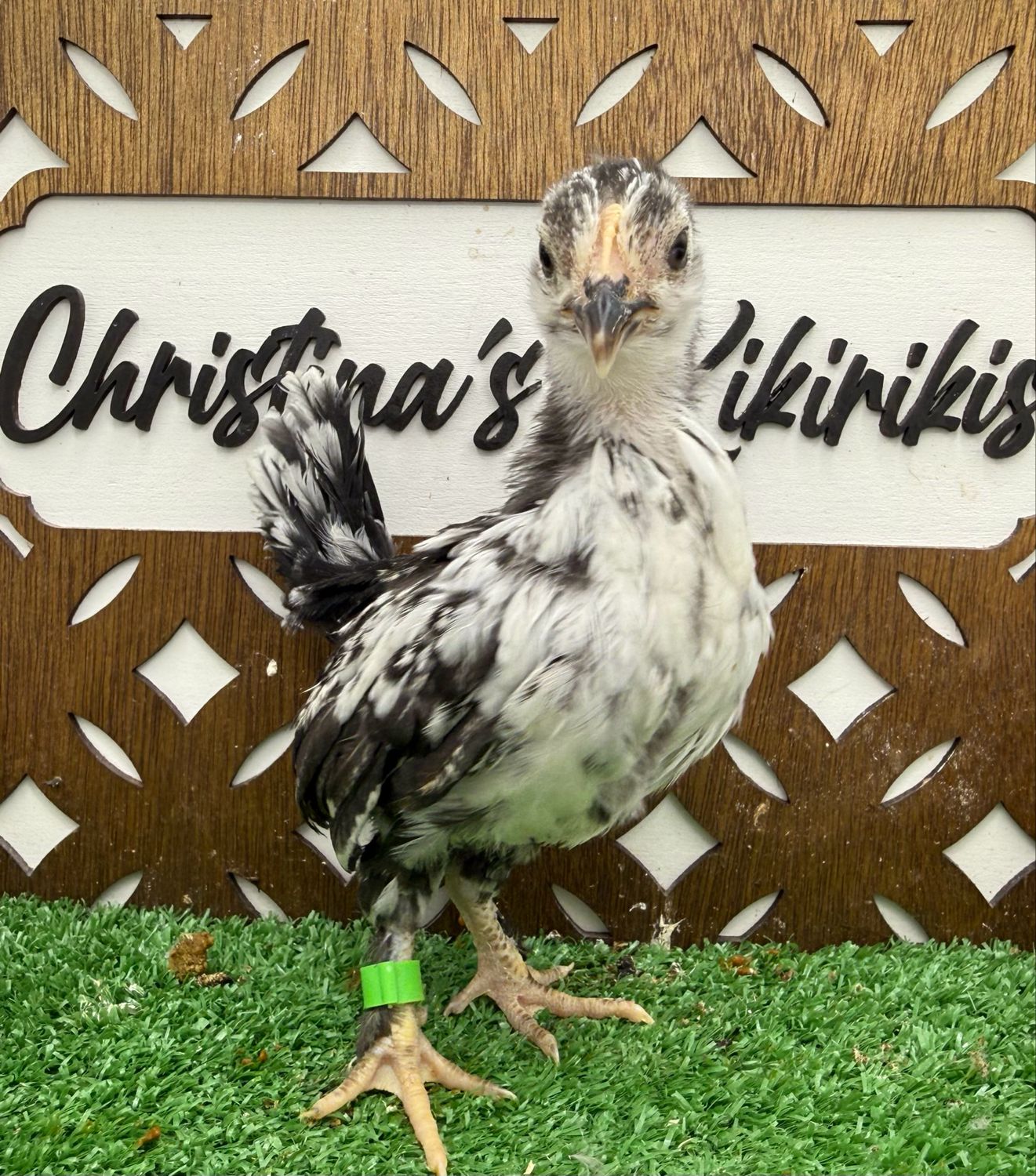 Possible Pullet