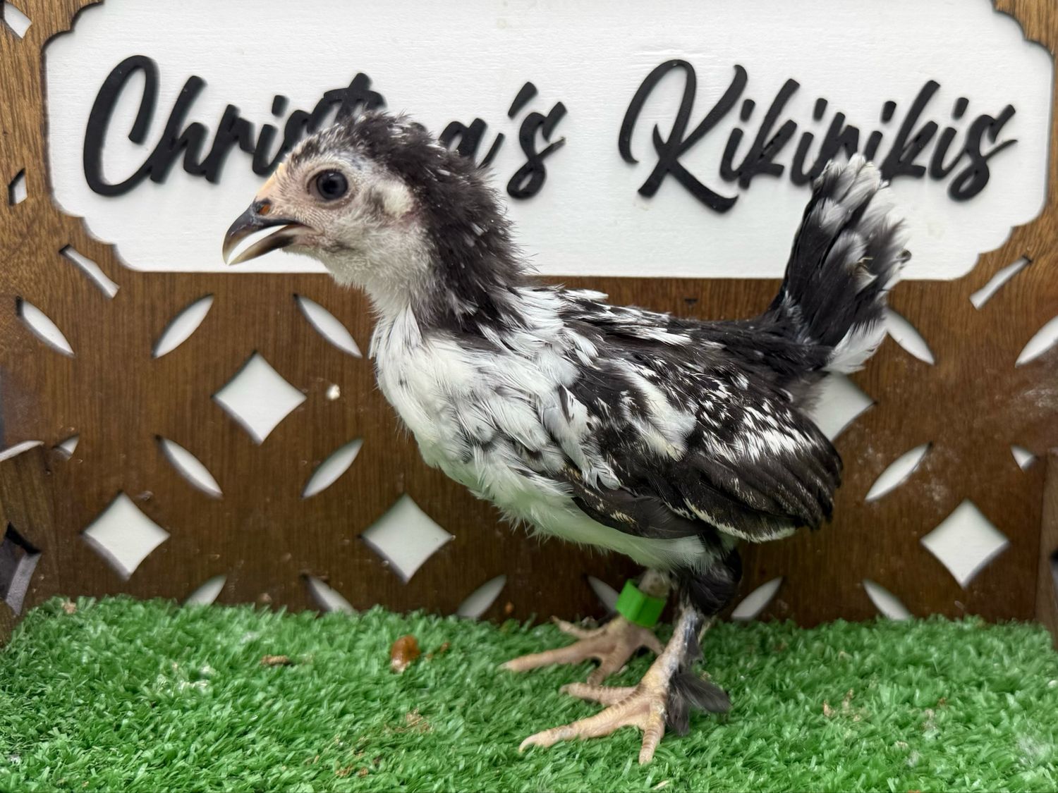 Possible Pullet