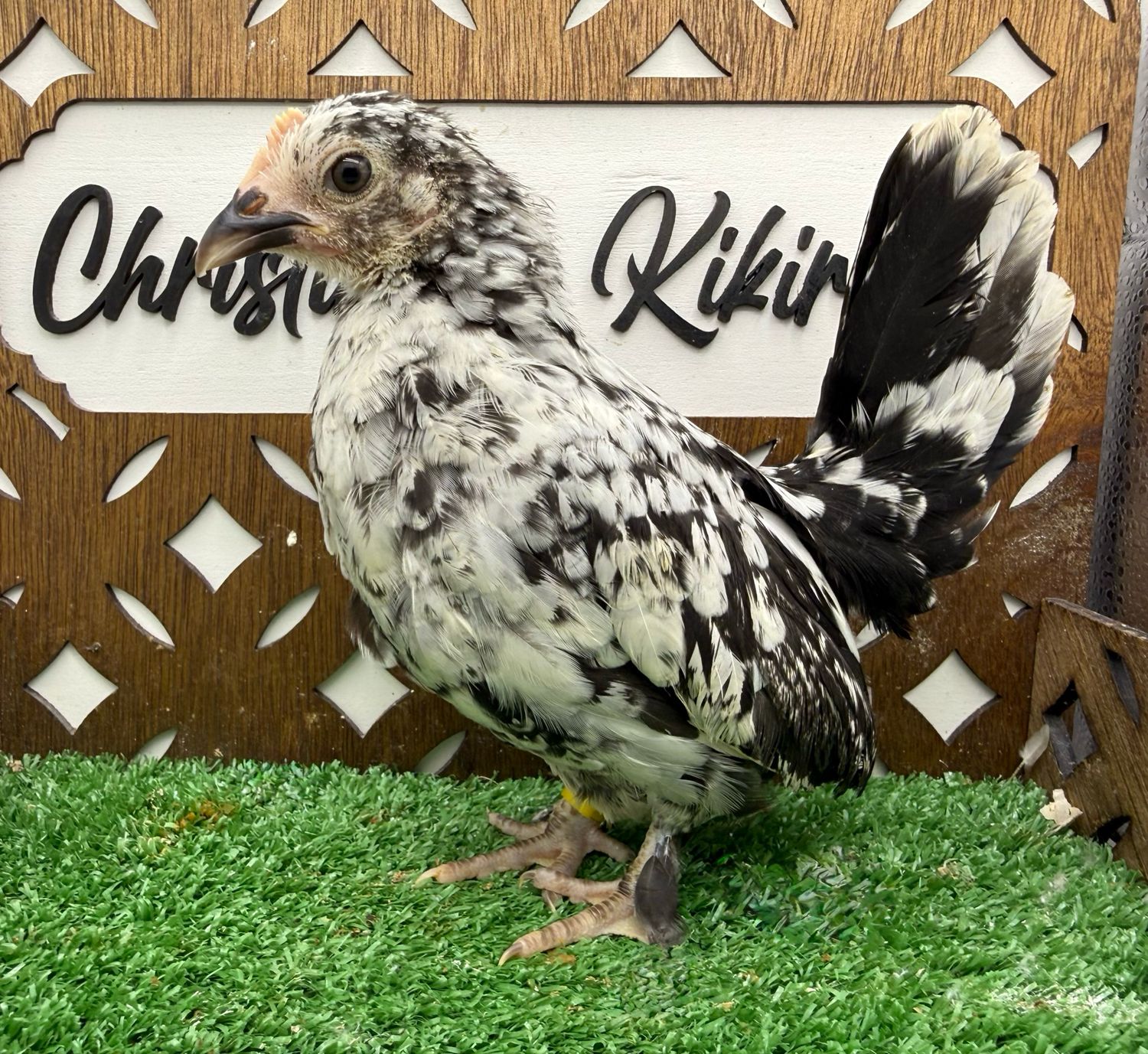 Possible Pullet