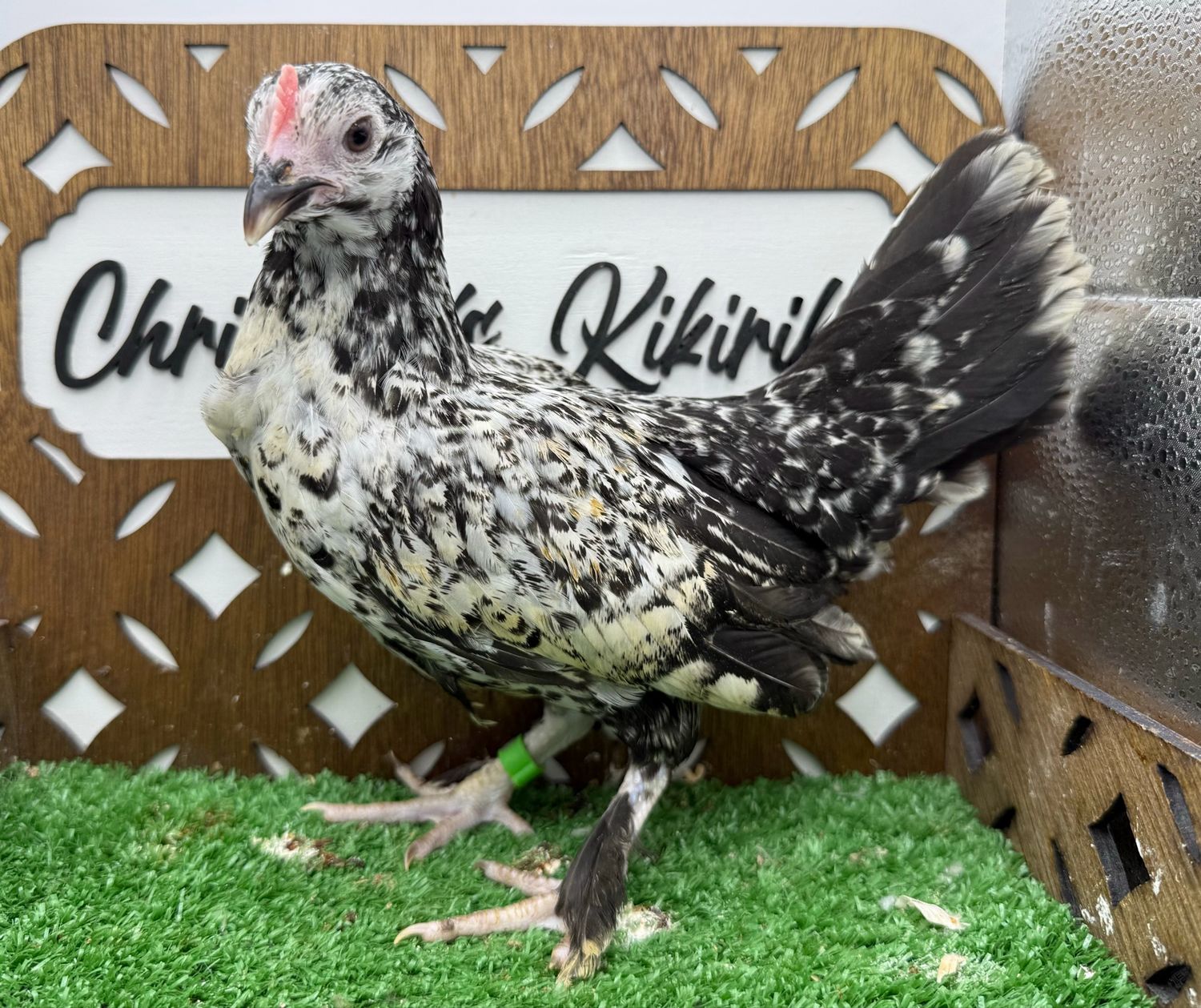 Possible Pullet