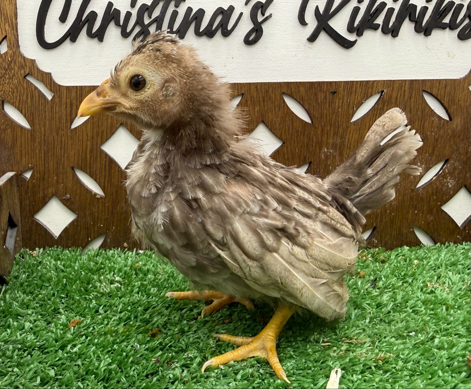 Possible Pullet