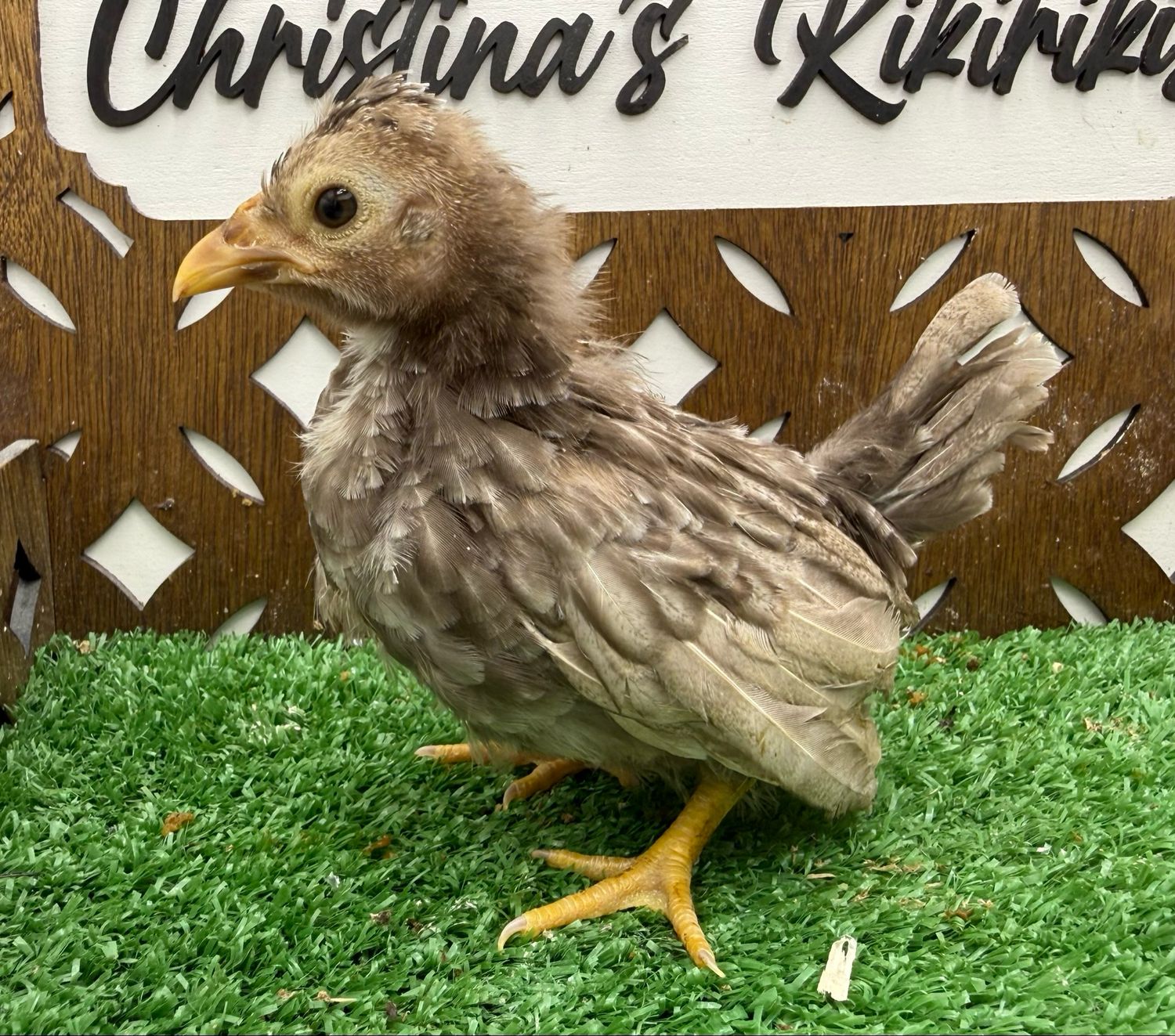 Possible Pullet