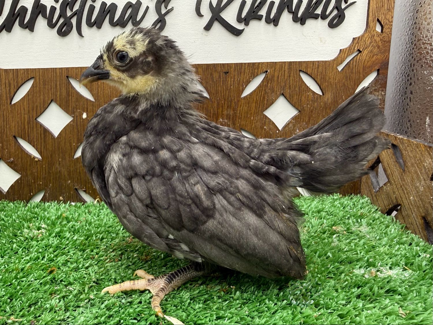 Possible Pullet