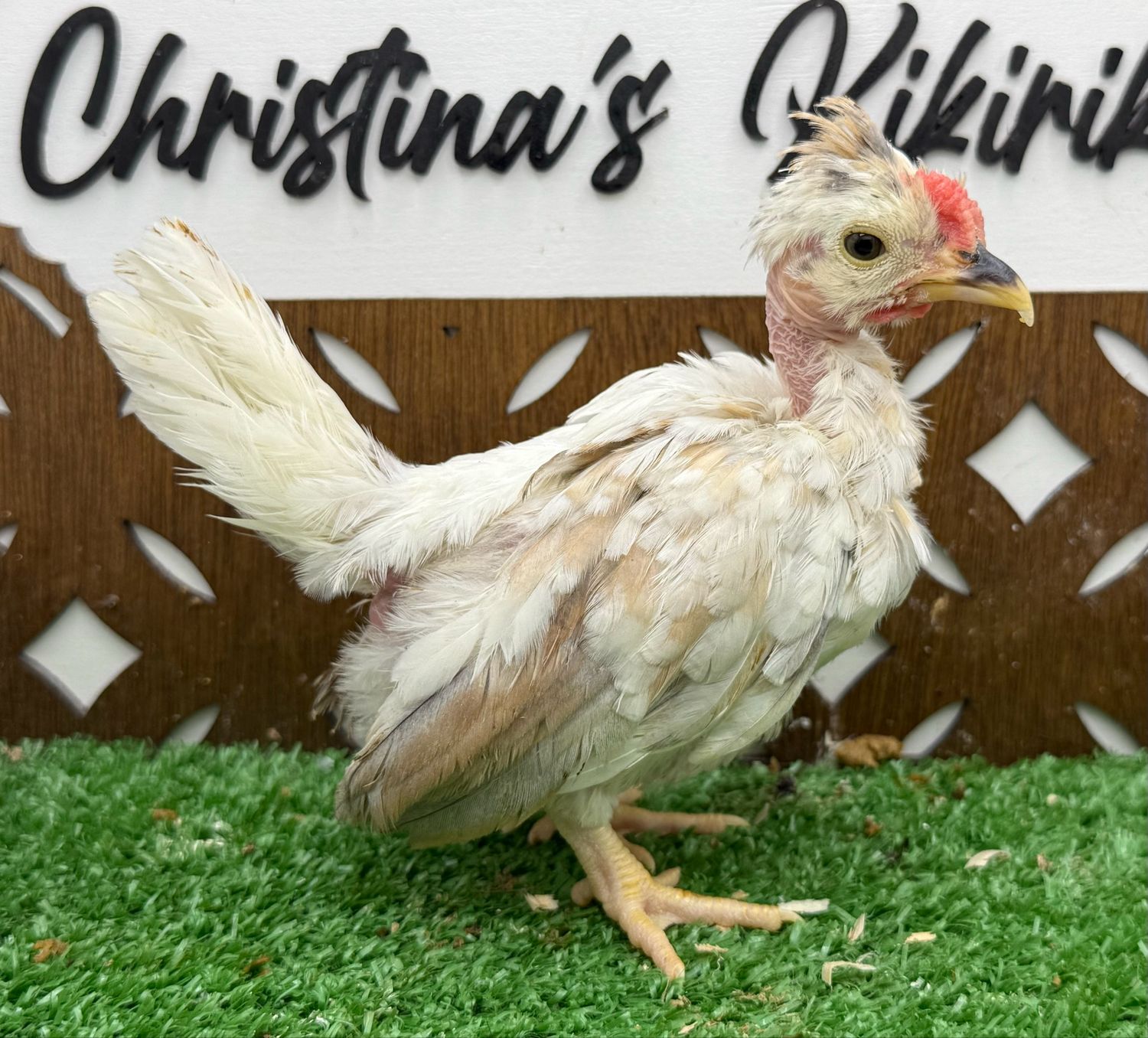 Cockerel