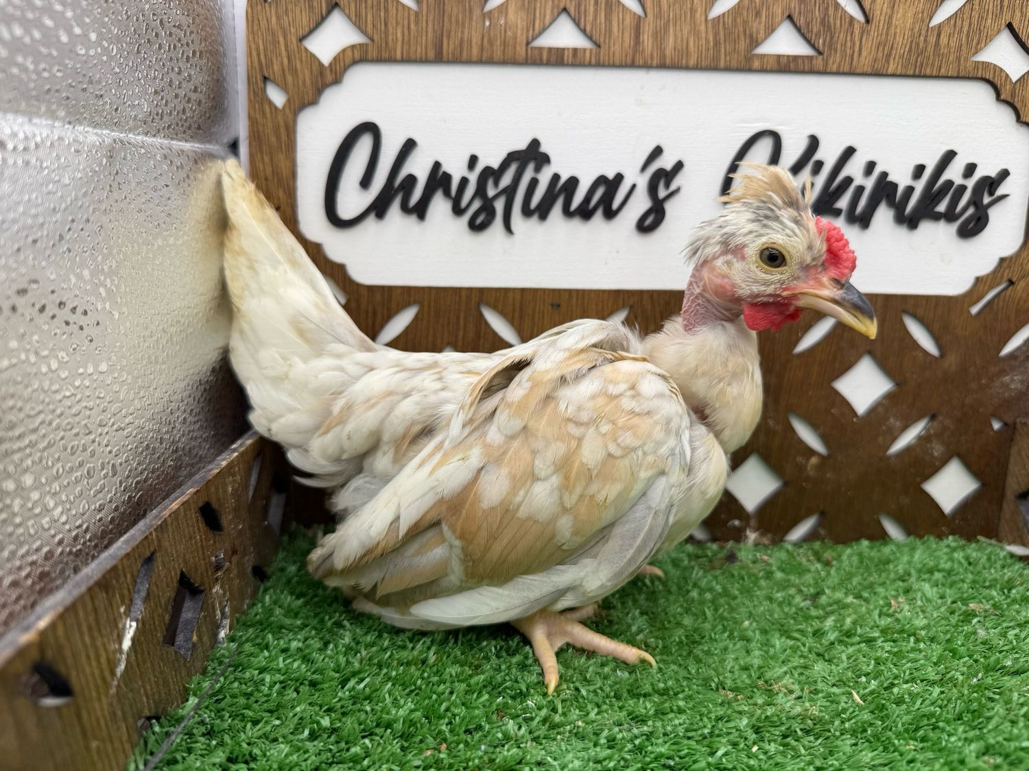 Cockerel