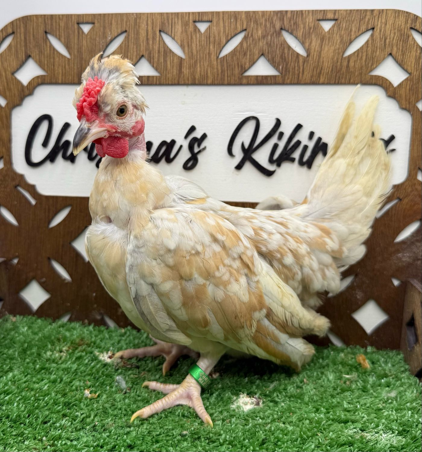 Cockerel