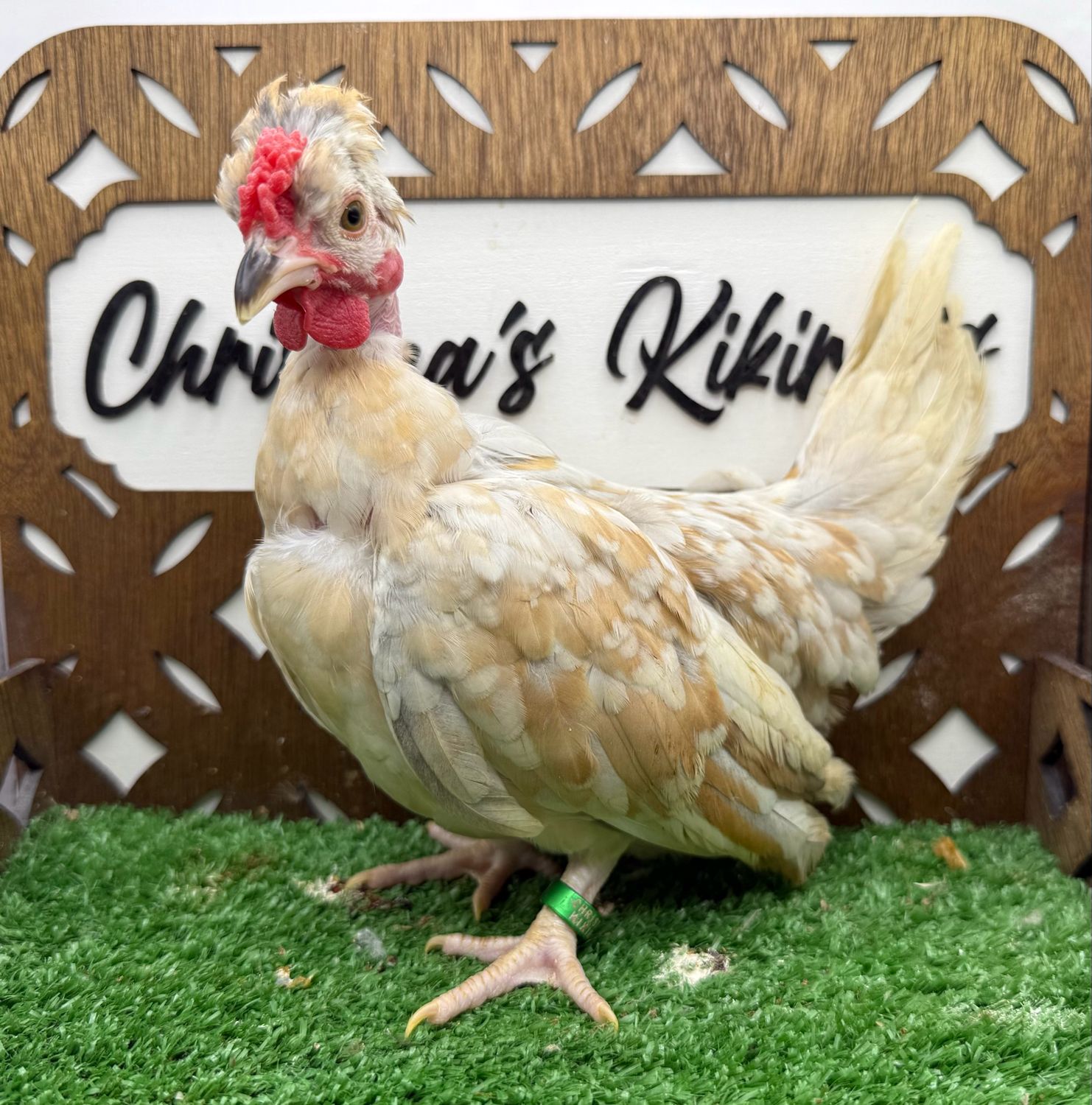 Cockerel