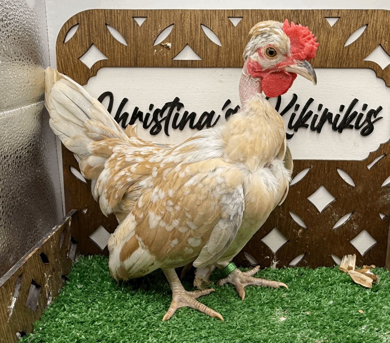 Cockerel