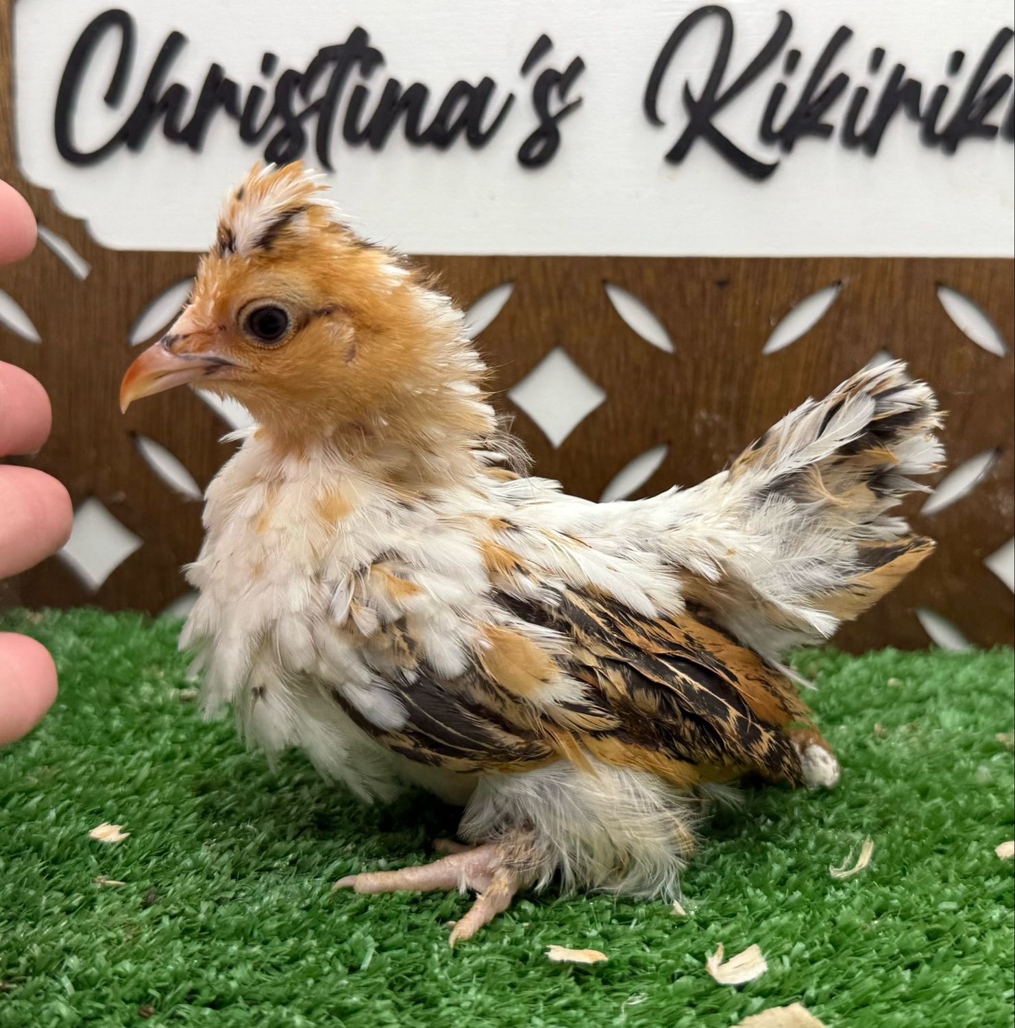 Possible Pullet