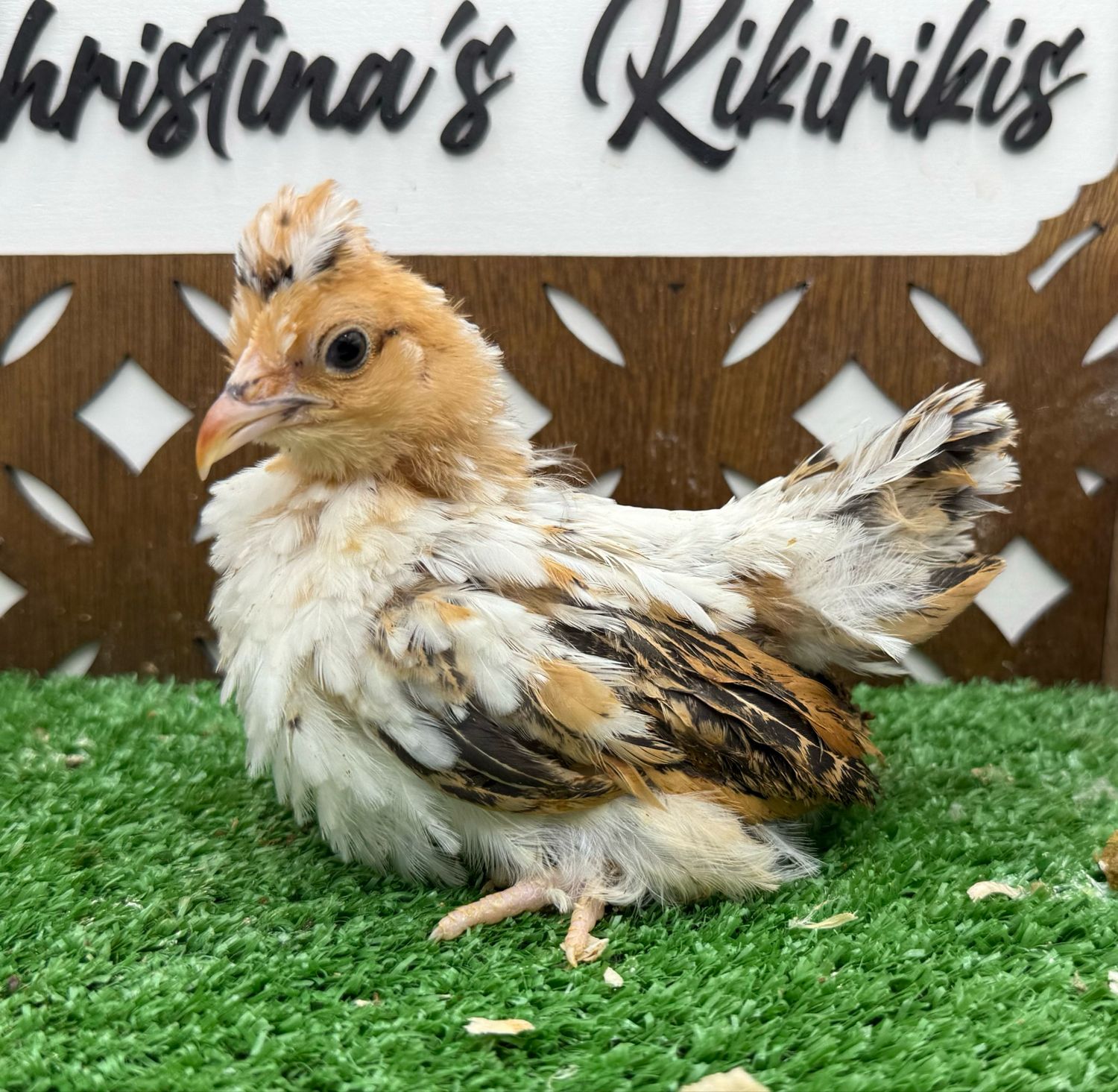 Possible Pullet