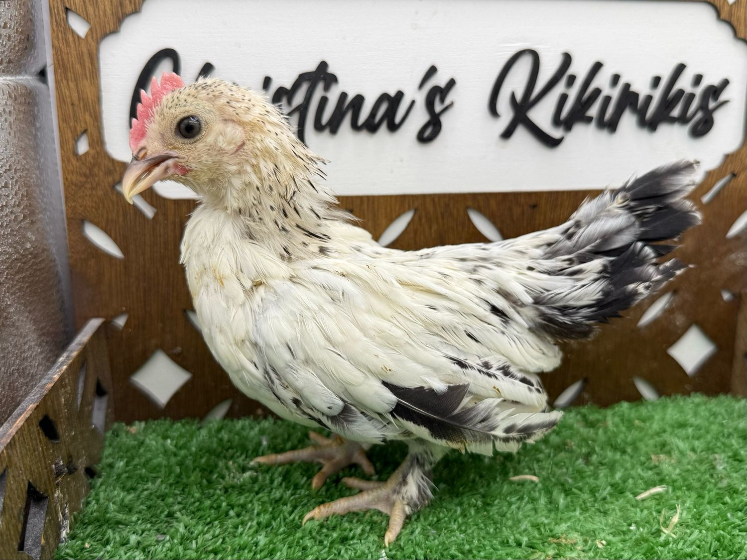 Cockerel
