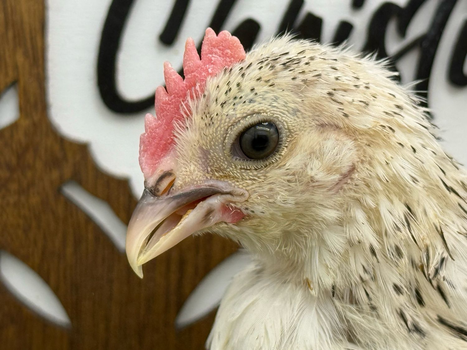 Cockerel