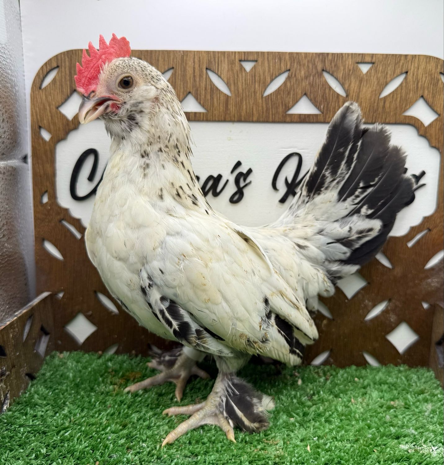 Cockerel