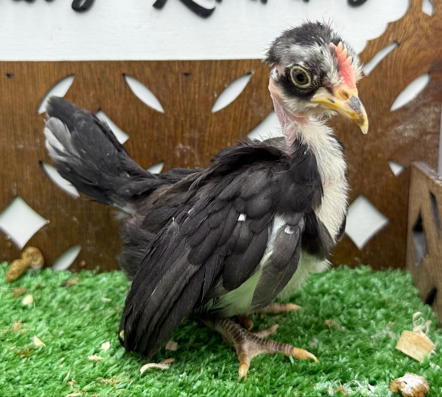 Cockerel