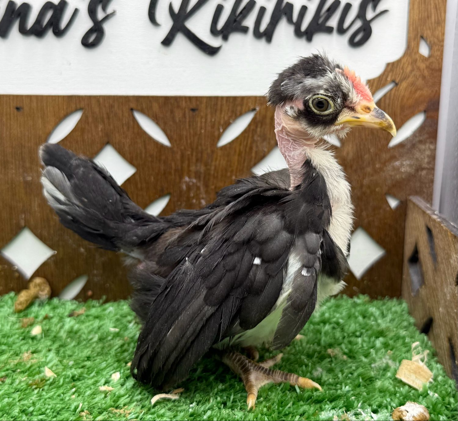 Cockerel