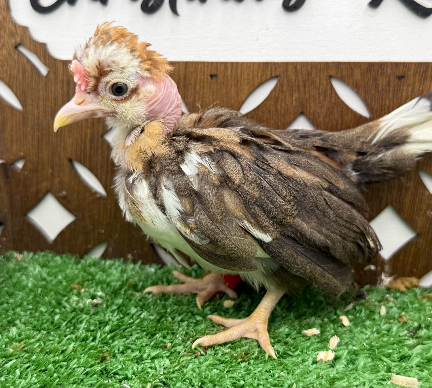 Cockerel