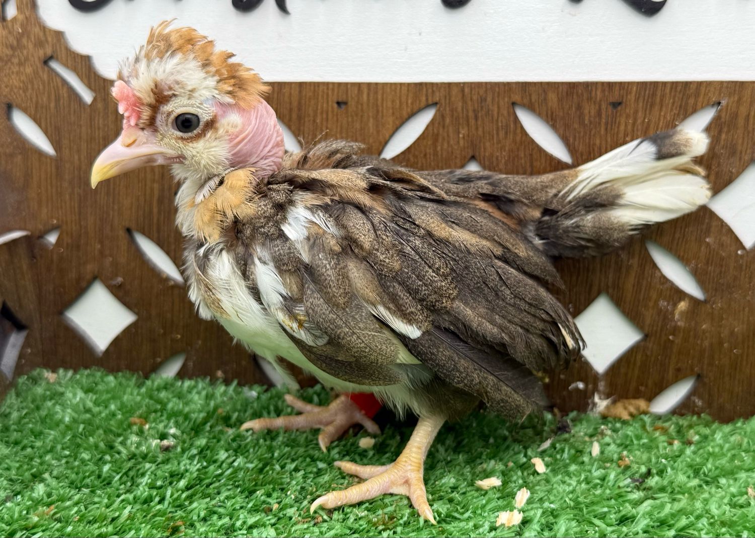 Cockerel