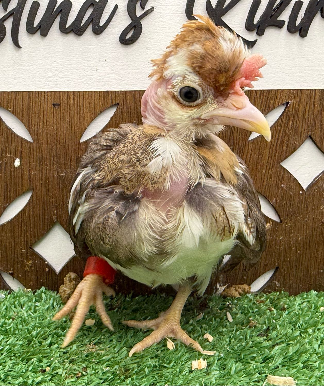 Cockerel