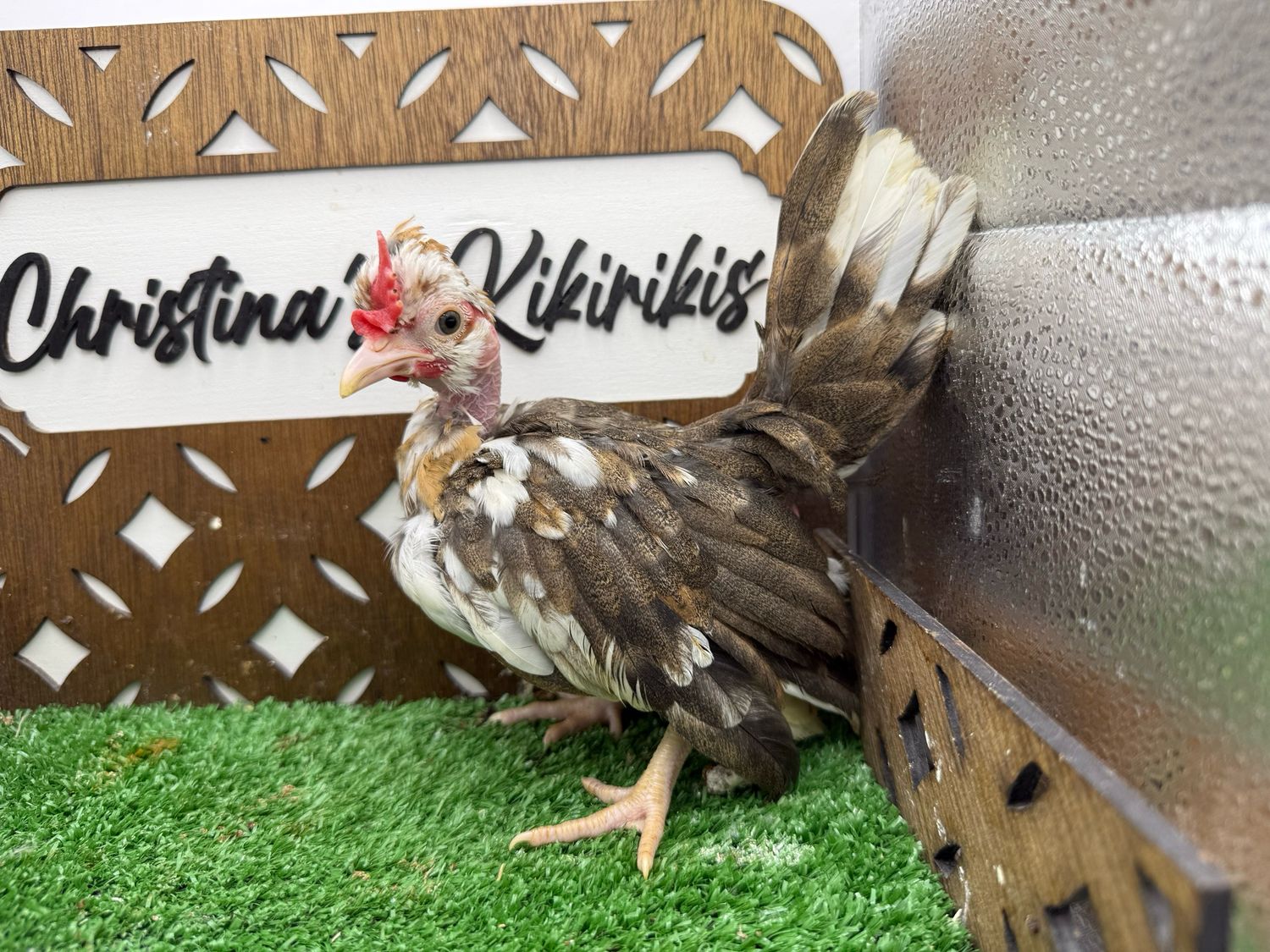 Cockerel