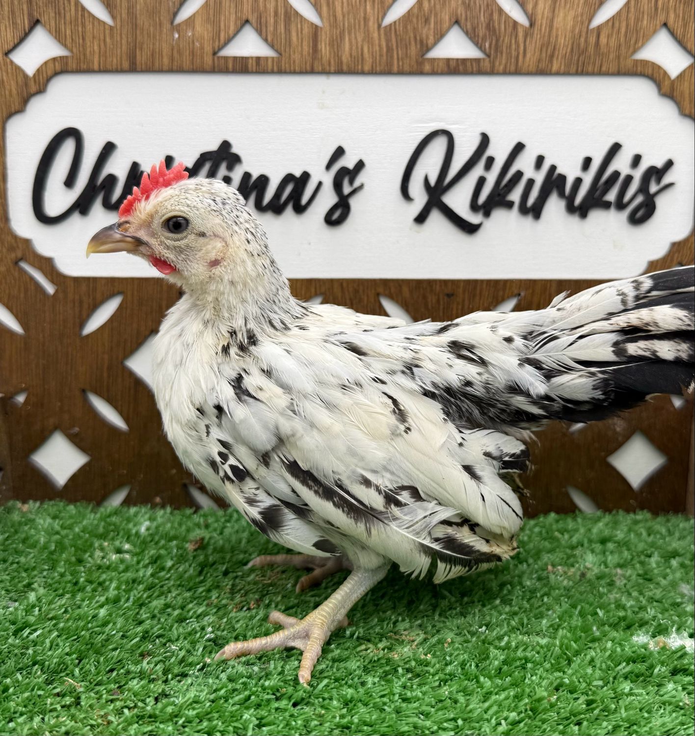 Cockerel