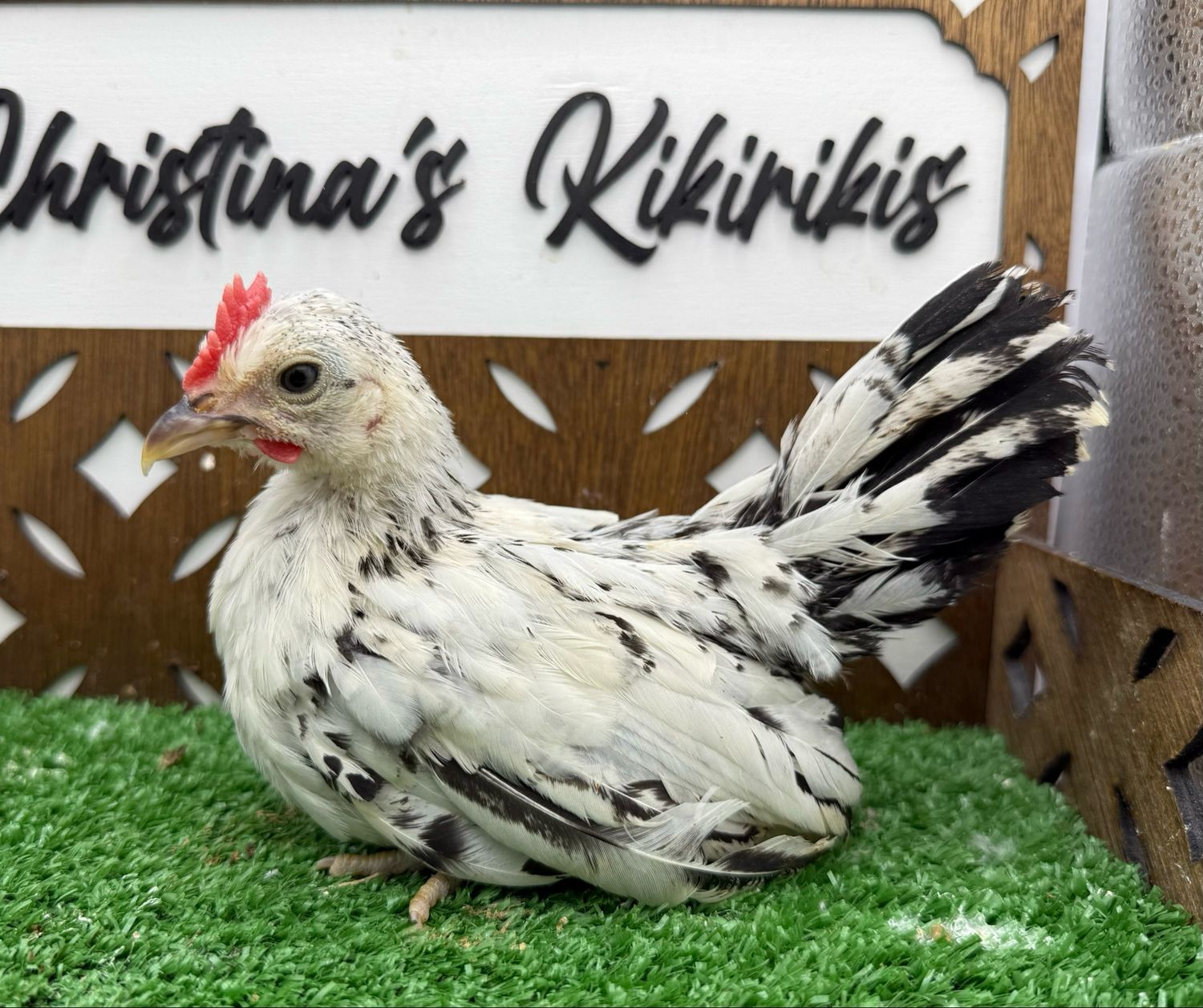 Cockerel