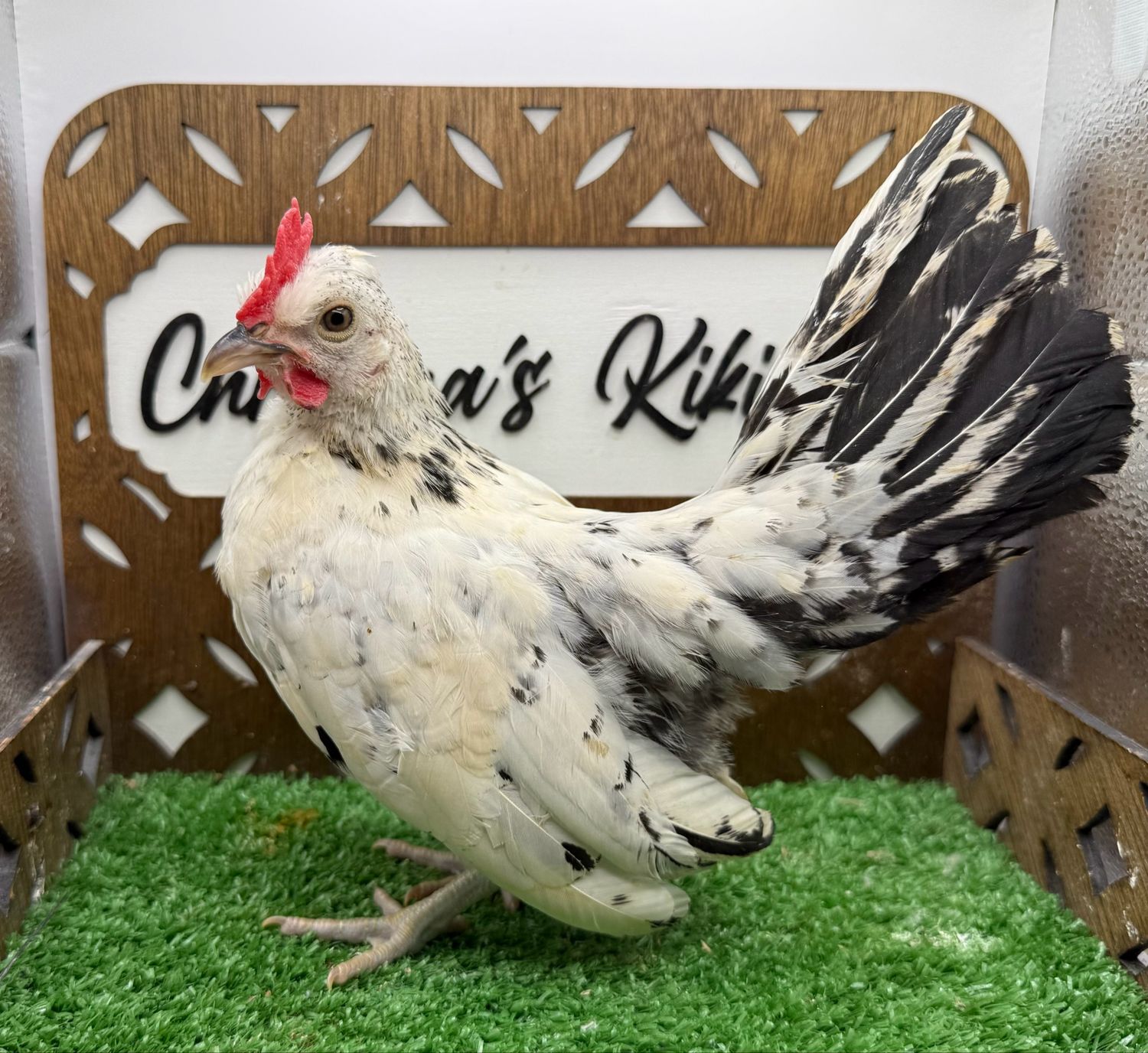 Cockerel