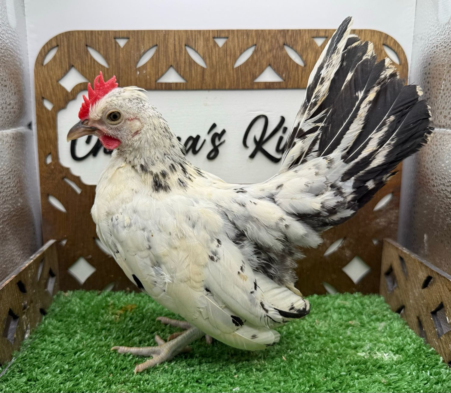 Cockerel