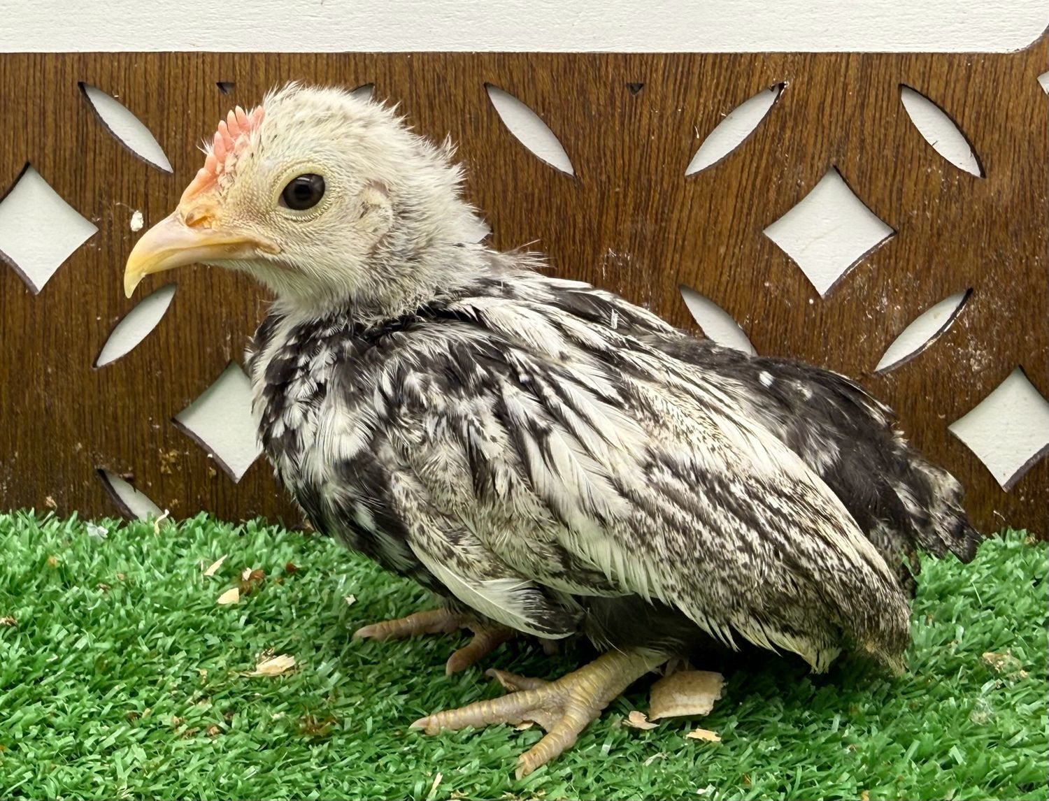 Cockerel
