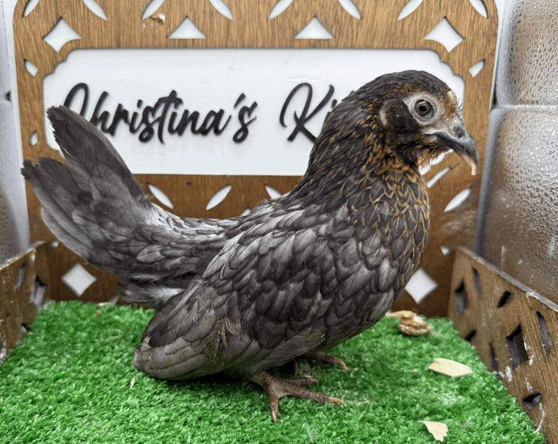 Possible Pullet