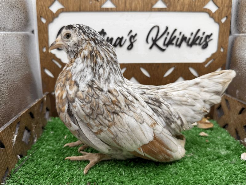 Possible Pullet