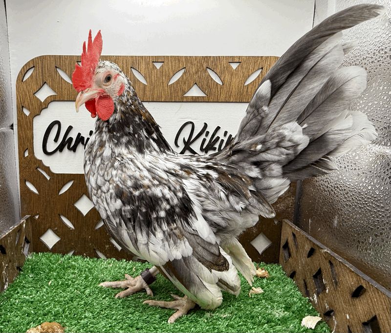 Cockerel