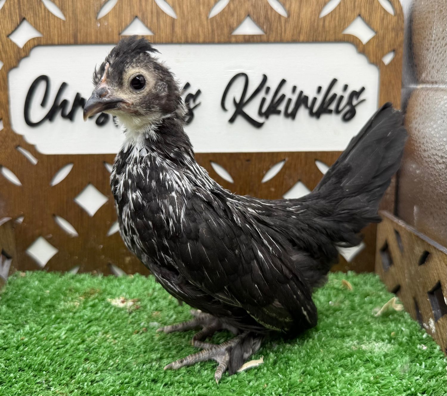 Possible Pullet