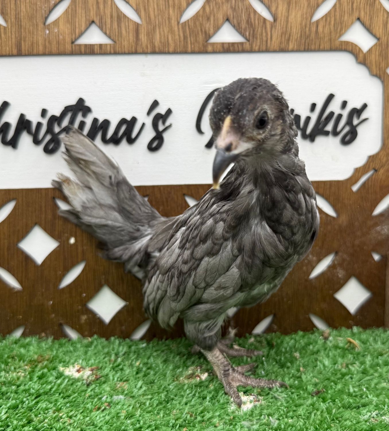 Possible Pullet