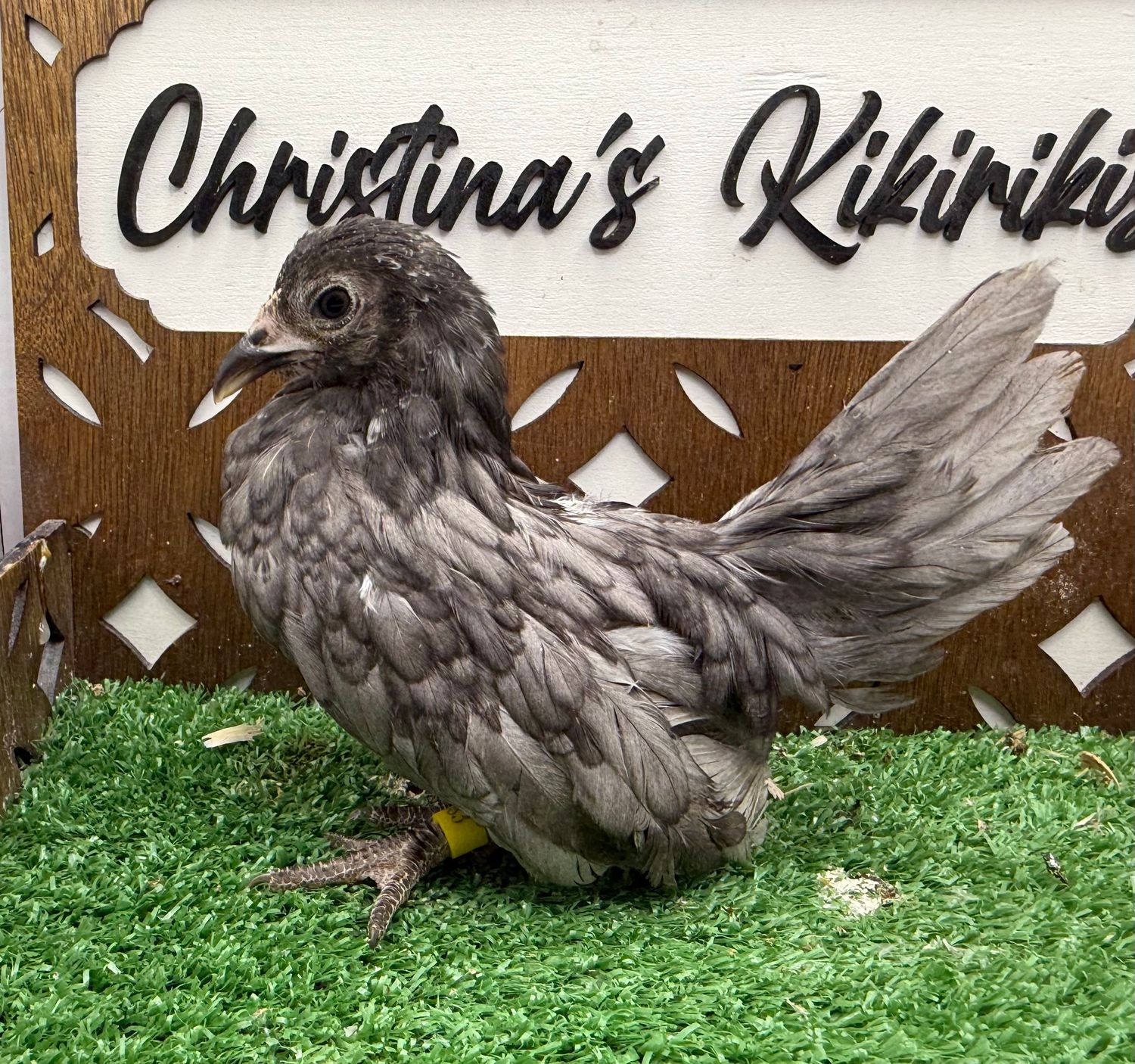 Possible Pullet