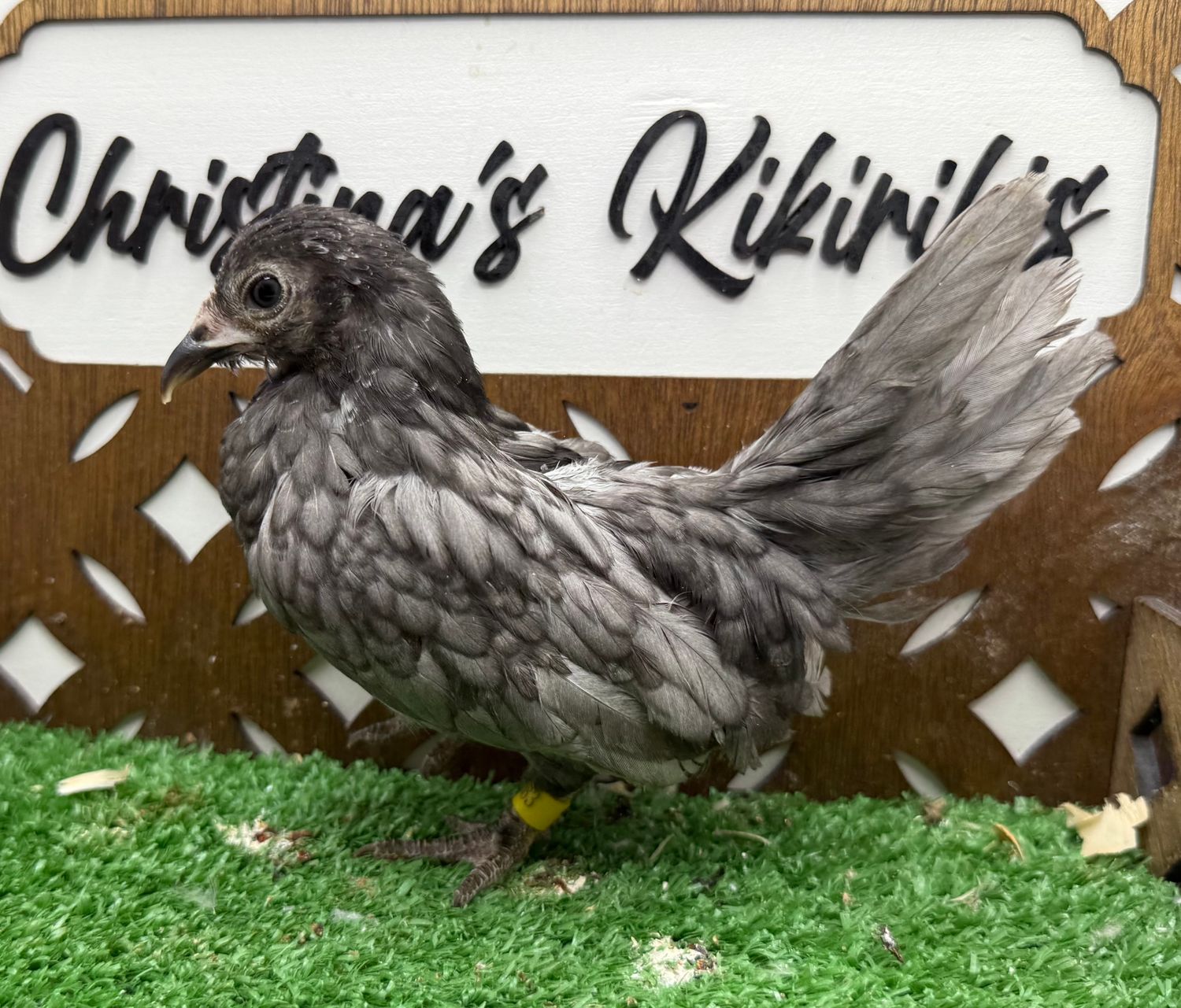 Possible Pullet
