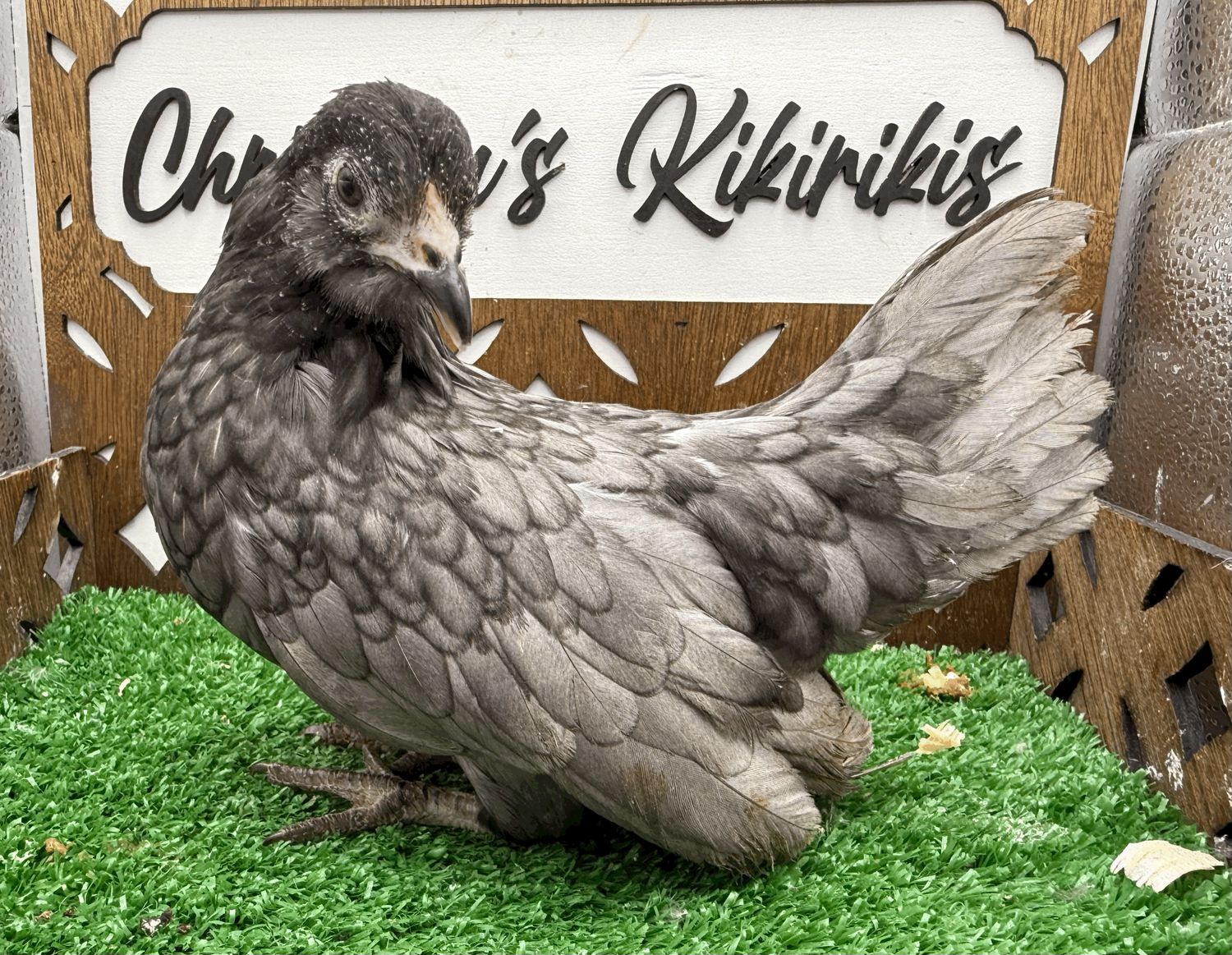 Possible Pullet